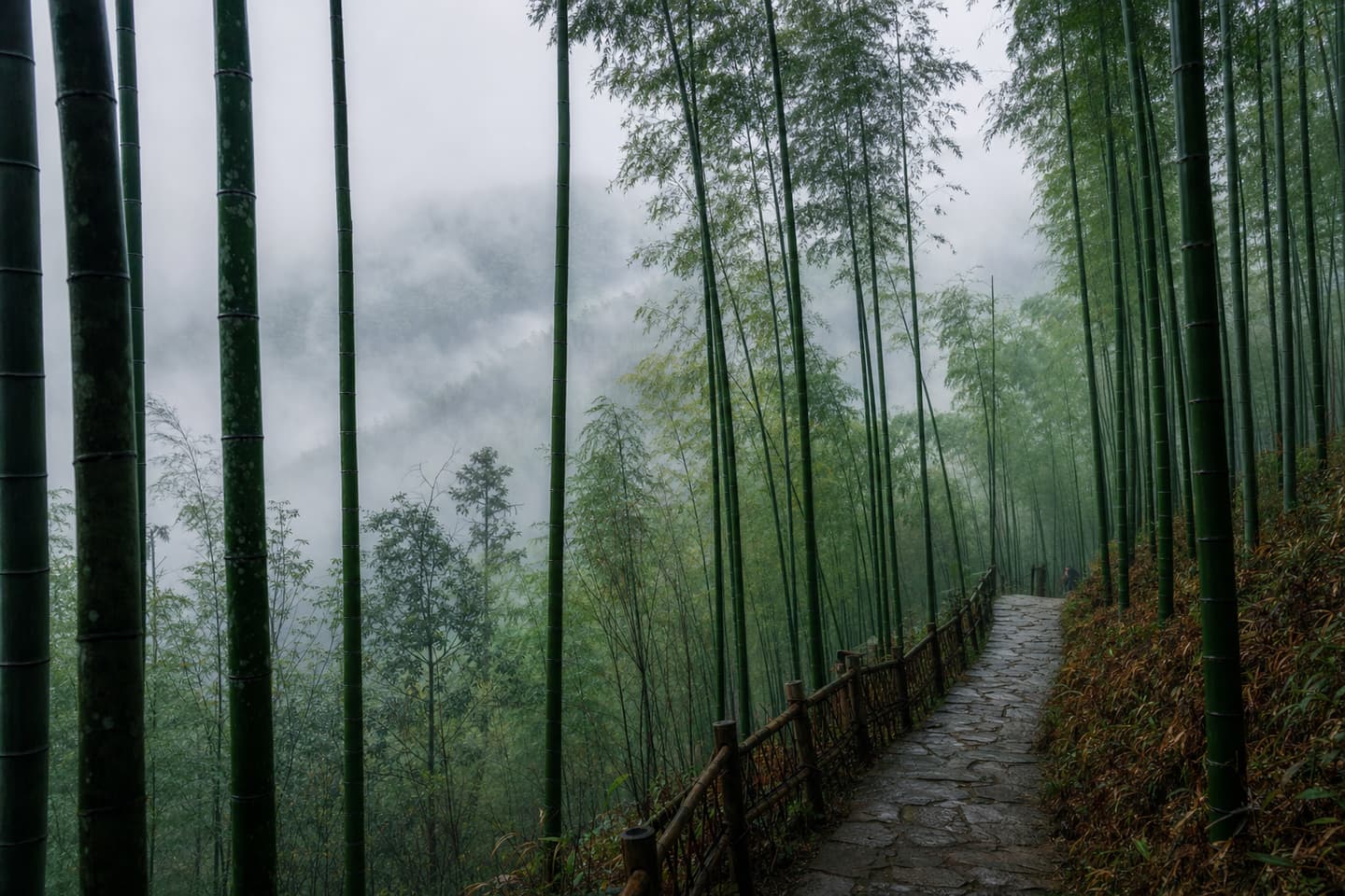 Morning mist in the bamboo forest at Moganshan