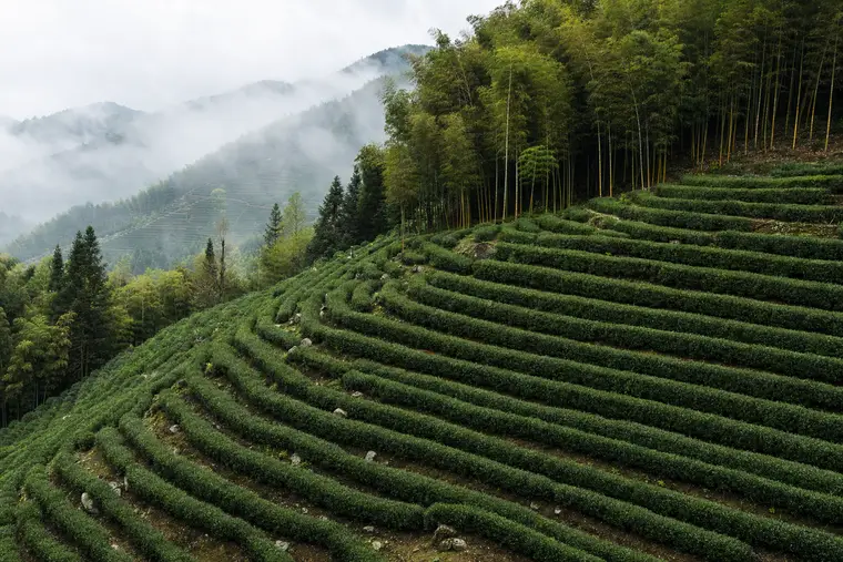 Terraced tea bushes curving around a misty hillside below the bamboo forest